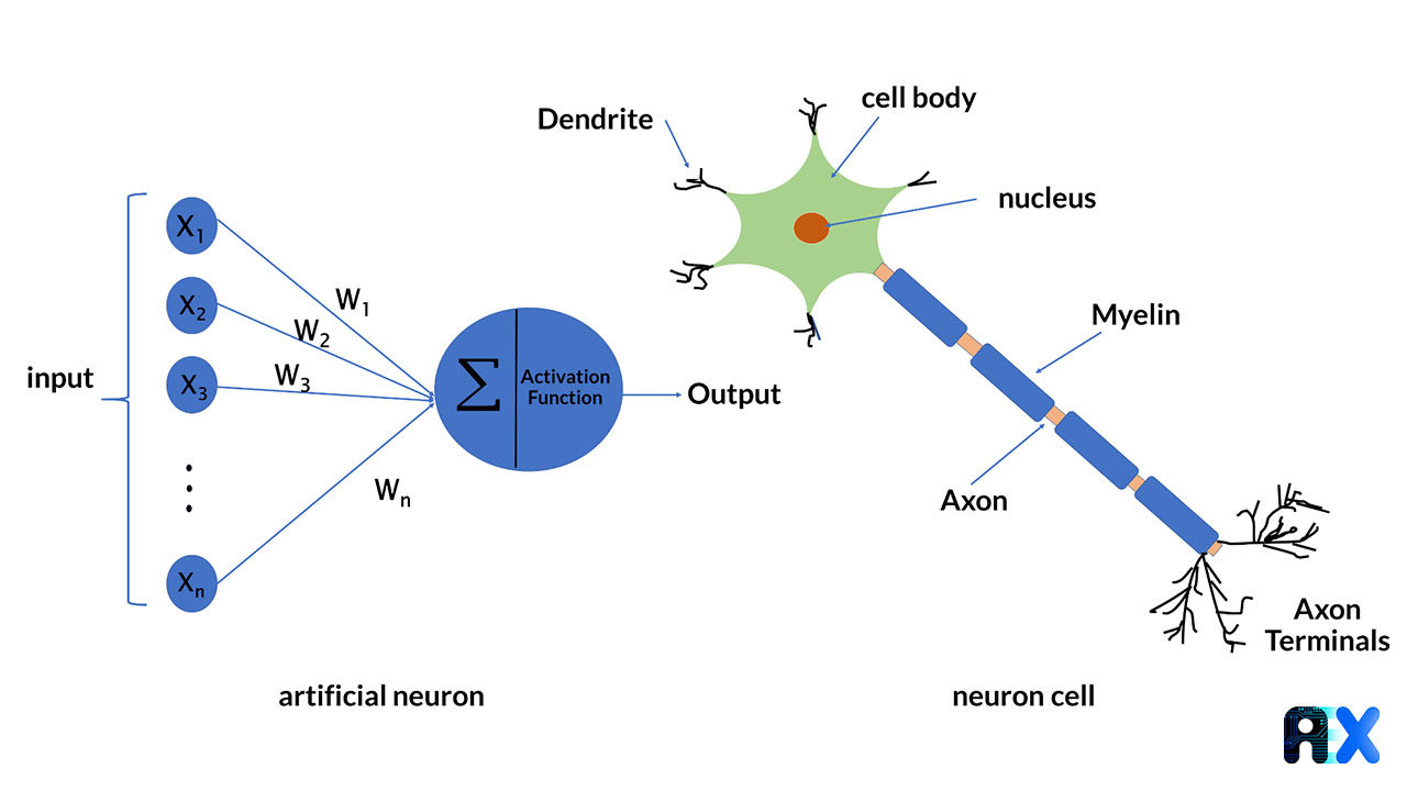 Schematic of an artificial and biological neuron