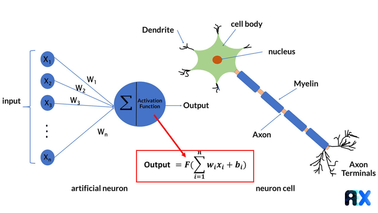artificial and biological neuron